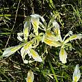 Iris chrysophylla, Travis Owen