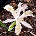 Iris chrysophylla, Paige Woodward [Shift+click to enlarge, Click to go to wiki entry]