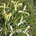 Iris chrysophylla clump in habitat, Travis Owen