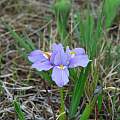 Iris collettii, Oron Peri
