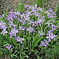 Iris cristata, Mark McDonough