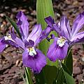 Iris cristata 'Eco Purple Pomp', John Lonsdale