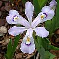 Iris cristata 'Powder Blue Giant', John Lonsdale [Shift+click to enlarge, Click to go to wiki entry]