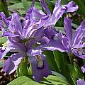 Iris cristata 'Shenandoah Sky', John Lonsdale