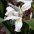 Iris cristata 'Eco White Angel', John Lonsdale