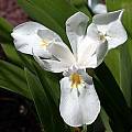Iris cristata 'Alba', John Lonsdale