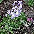 Iris cycloglossa, Mark McDonough [Shift+click to enlarge, Click to go to wiki entry]