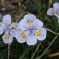 Iris dabashanensis, Dennis Kramb