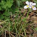 Iris dabashanensis, Dennis Kramb