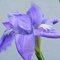 Iris decora, David Nicholson [Shift+click to enlarge, Click to go to wiki entry]