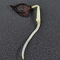 Iris dichotoma seedling 12th March 2014, David Pilling