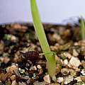Iris dichotoma seedling 6th April 2014, David Pilling