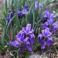 Iris dolichosiphon subsp orientalis, Oron Peri [Shift+click to enlarge, Click to go to wiki entry]