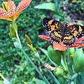 Iris domestica, Nicholas Plummer