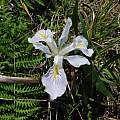 Iris douglasiana, Floras Lake State Park, Mary Sue Ittner