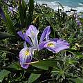 Iris douglasiana, Floras Lake State Park, Mary Sue Ittner