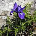 Iris douglasiana, Salt Point State Park, Mary Sue Ittner [Shift+click to enlarge, Click to go to wiki entry]