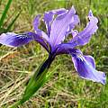 Iris douglasiana, The Sea Ranch, Mary Sue Ittner