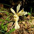 Iris fernaldii, Mary Sue Ittner
