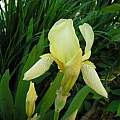 Iris × flavescens, Janos Agoston