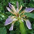 Iris foetidissima, Public domain by Jymm from Wikimedia Commons