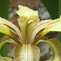 Iris foetidissima, David Pilling
