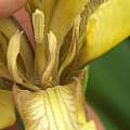 Iris foetidissima, David Pilling