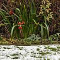 Iris foetidissima 13th December 2014, David Pilling