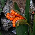 Iris foetidissima fruit, David Pilling