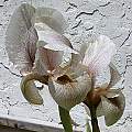 Iris gatesii, John Lonsdale [Shift+click to enlarge, Click to go to wiki entry]