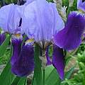 Iris × germanica, Janos Agoston [Shift+click to enlarge, Click to go to wiki entry]