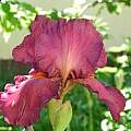 Iris × germanica 'Rare Wine', Janos Agoston [Shift+click to enlarge, Click to go to wiki entry]