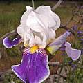 Iris ×  germanica 'Wabash', May 2015, Travis Owen