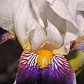 Iris ×  germanica 'Wabash', May 2015, Travis Owen