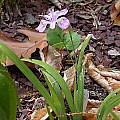 Iris gracilipes, John Lonsdale