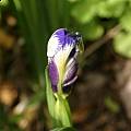 Iris graminea, Jim McKenney