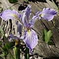 Iris hartwegii australis, Michael Mace [Shift+click to enlarge, Click to go to wiki entry]