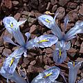 Iris histrio ssp. aintabensis, John Lonsdale
