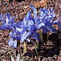 Iris histrioides 'Angel Tears', John Lonsdale
