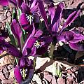 Iris histrioides 'George', John Lonsdale