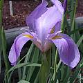 Iris hoogiana, John Lonsdale