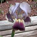 Iris hoogiana 'Bronze Beauty', John Lonsdale