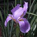 Iris hoogiana, John Lonsdale