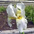 Iris hoogiana 'Alba', John Lonsdale