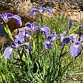 Iris hookeri, Nicholas Plummer