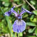 Iris hookeri, Paul Tavares, iNaturalist, CC BY-NC