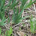 Iris hookeri leaves, Paul Tavares, iNaturalist, CC BY-NC