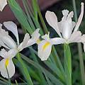 Iris white hybrid, Mary Sue Ittner