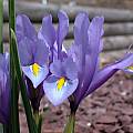 Iris reticulata (formerly I. hyrcana), John Lonsdale [Shift+click to enlarge, Click to go to wiki entry]