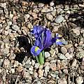 Iris reticulata (formerly I. hyrcana), Bob Nold